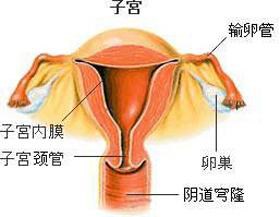 妇炎丸治疗输卵管堵塞
