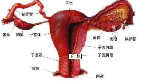 子宫内膜厚出血
