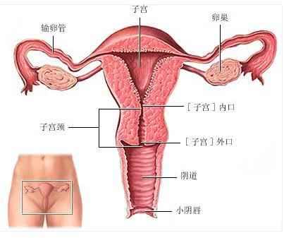 女性宫颈炎如何治疗
