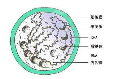 女性支原体感染治疗