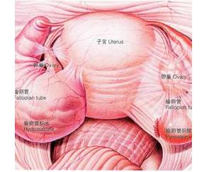 输卵管纤维化怎么办如何治疗