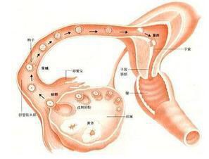 如何判断输卵管不通