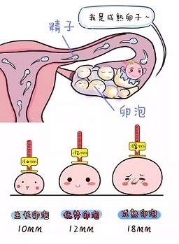 子宫内膜增生能正常排卵吗