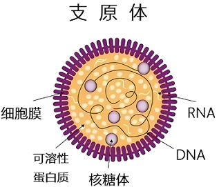 支原体感染治疗周期多久?