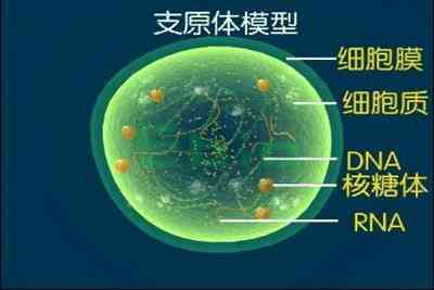 支原体的预防措施