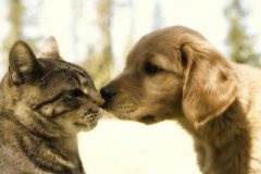 爱猫爱狗能理解  狂犬病常识和误区也应熟知