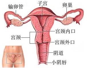 霉菌性阴道炎