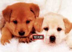 意外被动物咬伤 警惕狂犬病侵袭