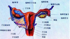 痔疮延误治疗 结果拖出附件炎