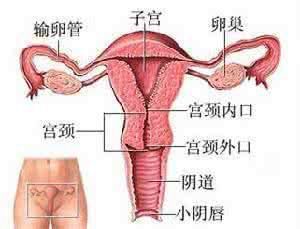 子宫疾病为什么会导致尿频尿急