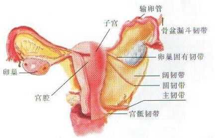 输卵管发炎难治吗,输卵管发炎多久能治好