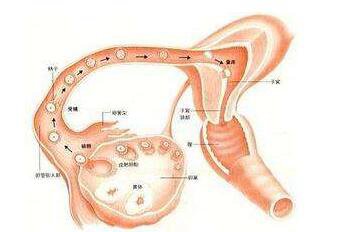输卵管如何自检通不通,输卵管通不通畅自测法