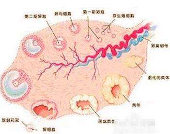 卵巢疾病有什么症状,卵巢疾病有哪些症状
