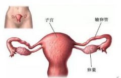 如何软化输卵管