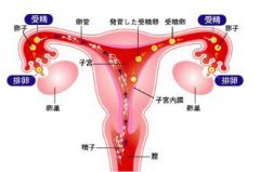 输卵管怎样才知道通了？