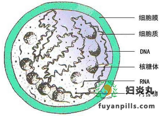 妇炎丸治疗支原体感染