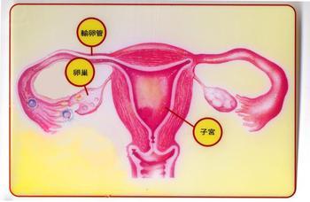 输卵管炎吃什么中药效果较好