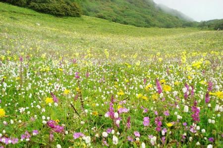 花粉过敏
