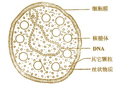 支原体阳性中医治疗