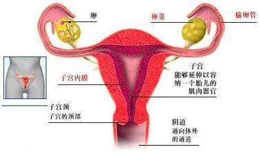 输卵管不通秘方