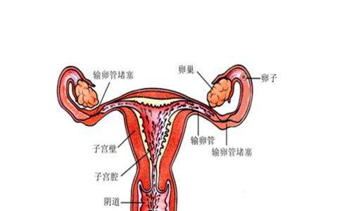 通输卵管民间的偏方